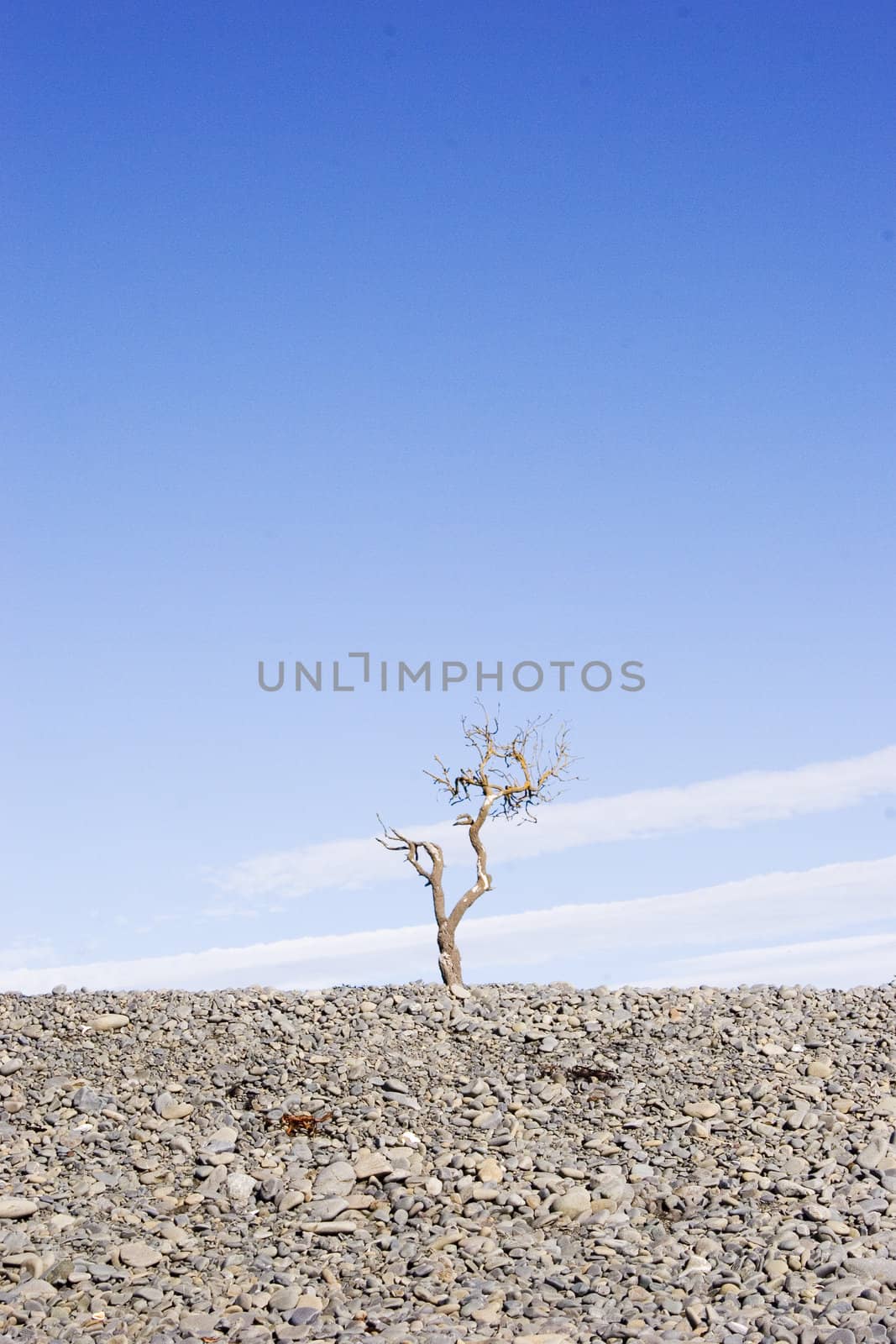 A dead tree at Haumoana Beach, Hawke's Bay, New Zealand