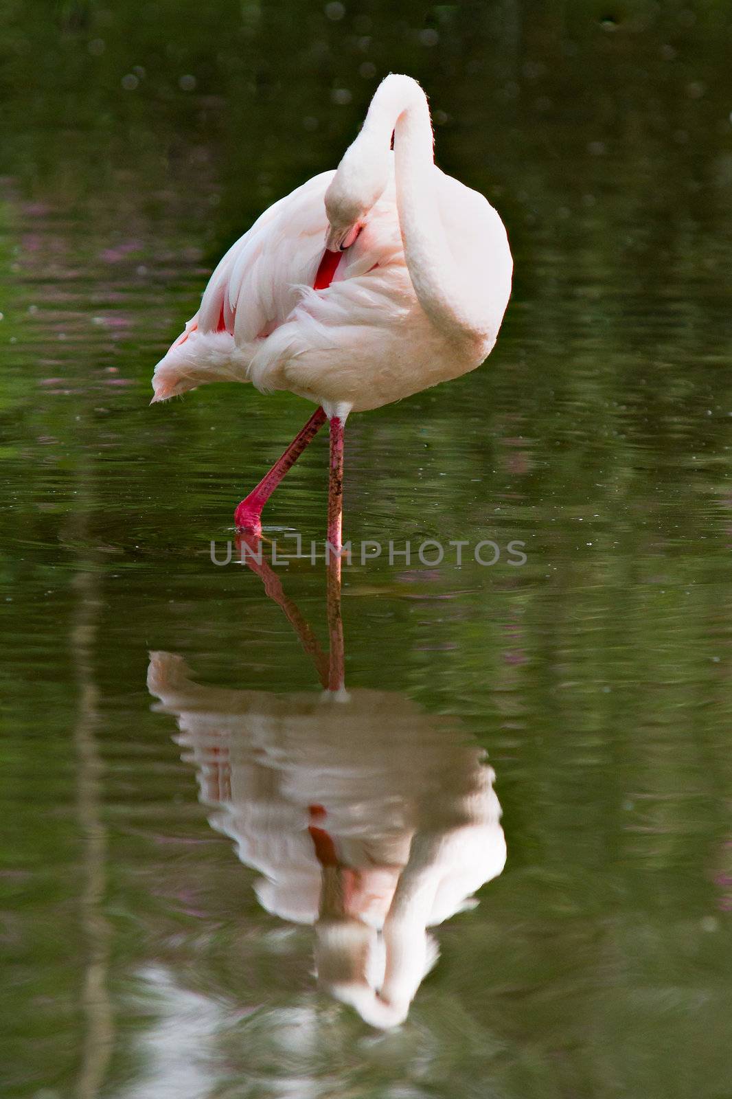 Single flamingo in water with reflection