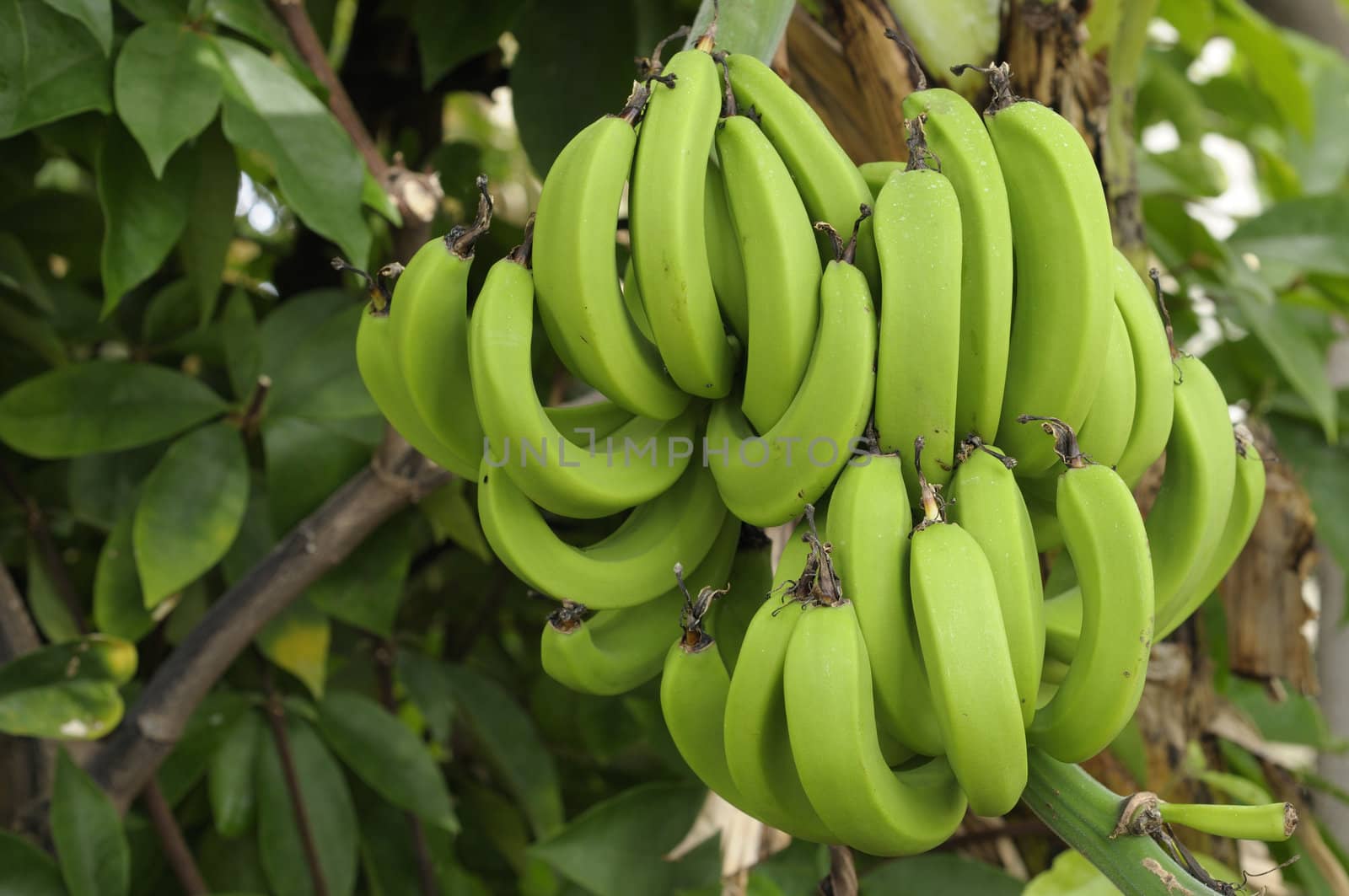 Bunch of green bananas hanging from the tree