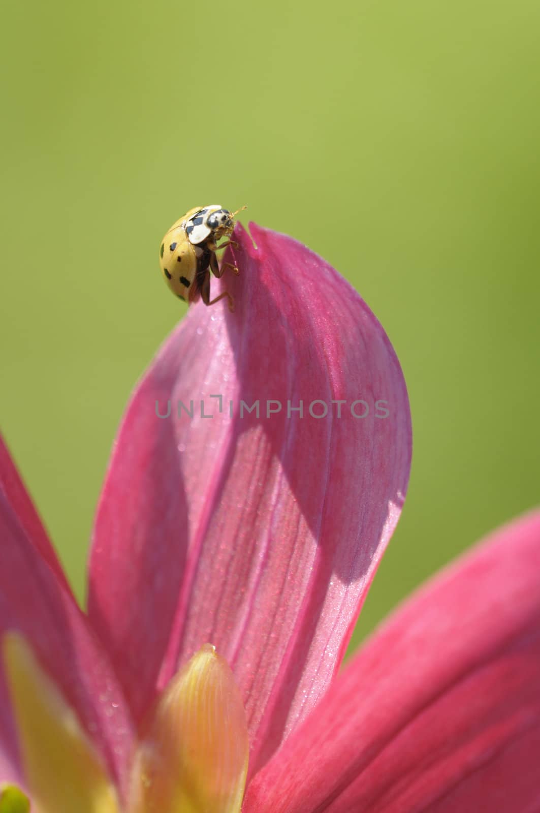 Yellow ladybug walking on pink petal in Spring