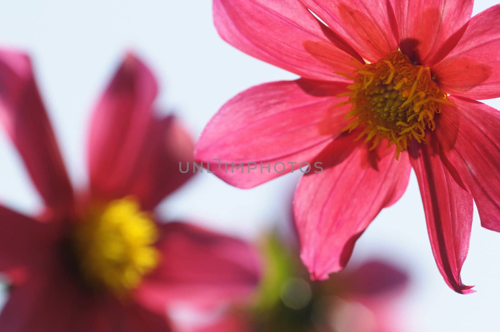 Pink and yellow Clematis flowers and buds with sky