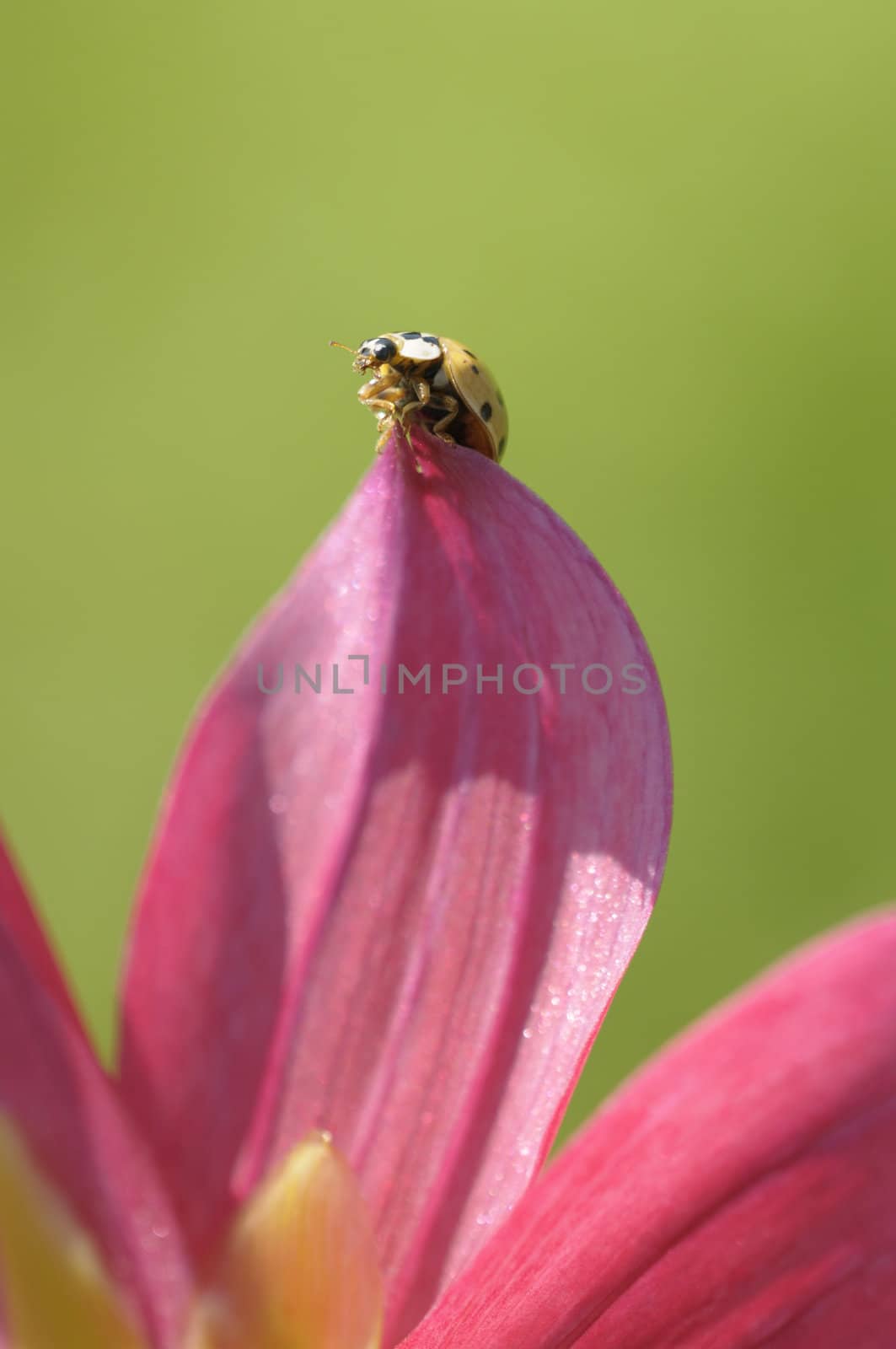 Yellow ladybug walking on pink petal in Spring