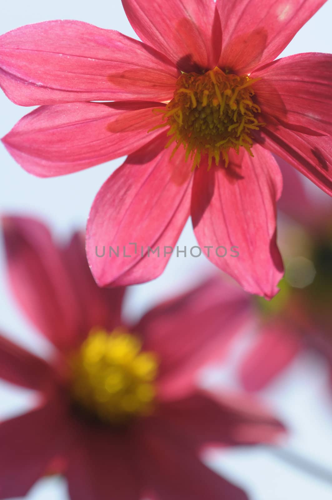 Pink and yellow Clematis flowers and buds with sky