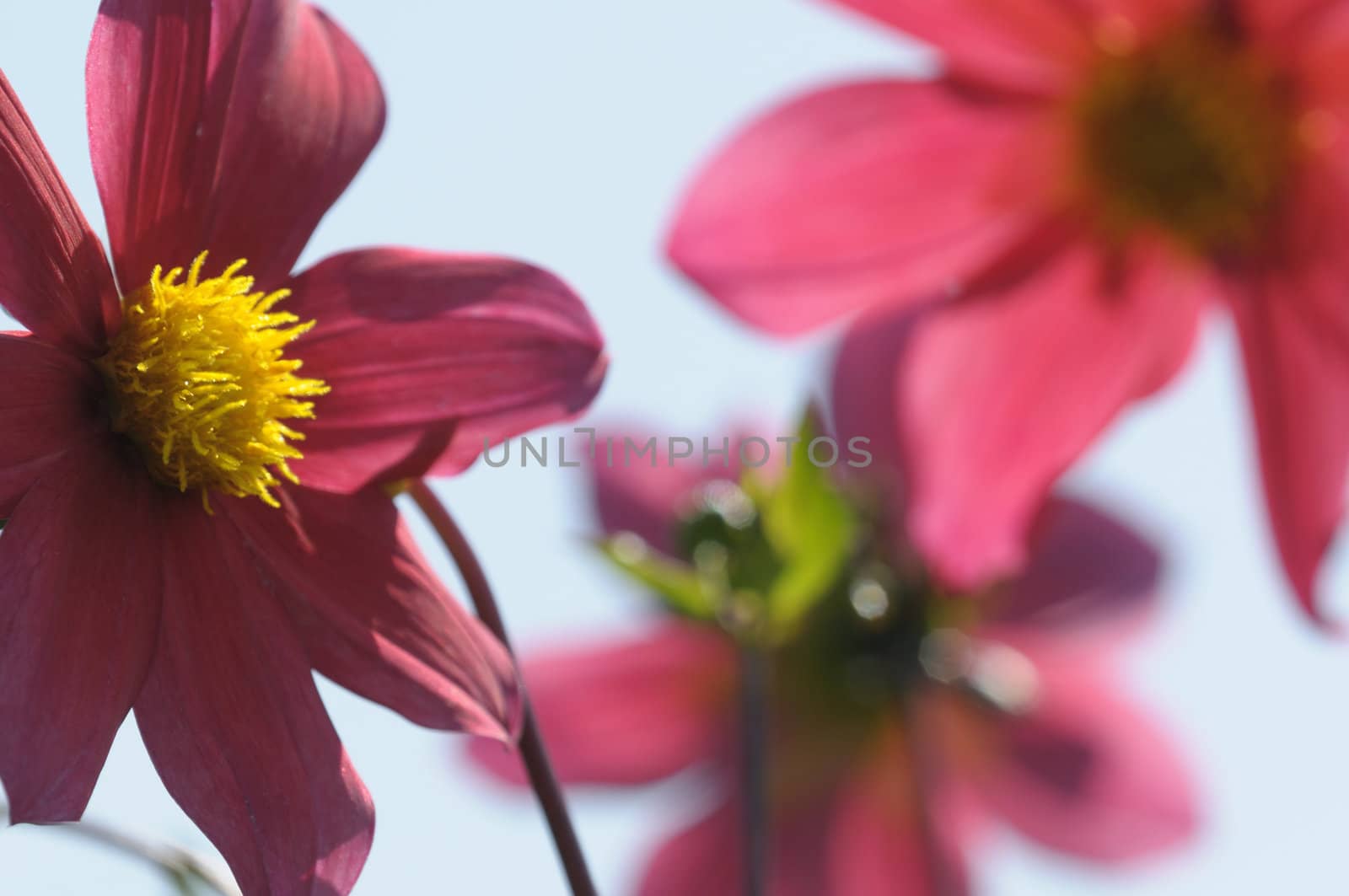 Pink and yellow Clematis flowers and buds with sky