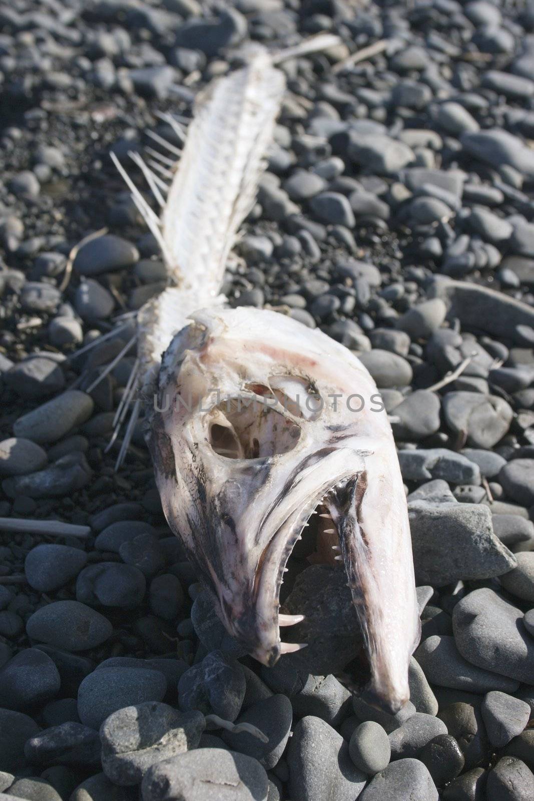 A fish discarded it's skeleton and left it on the beach