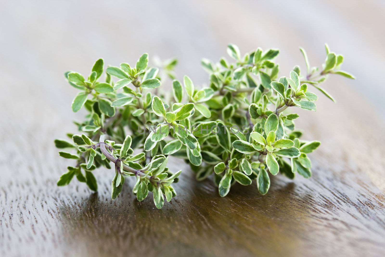 fresh thyme
