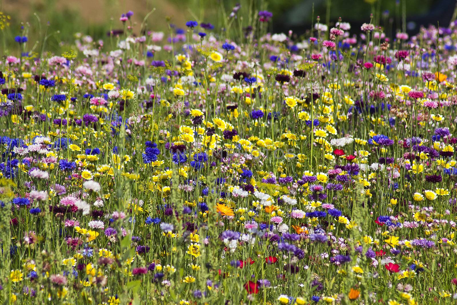 Summer field with wild flowers