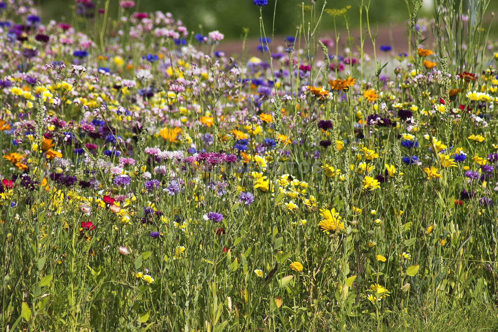 Summer field with wild flowers