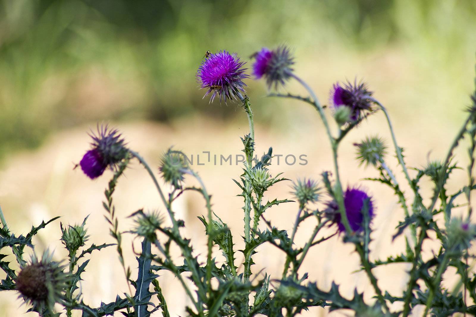 blooming thistle