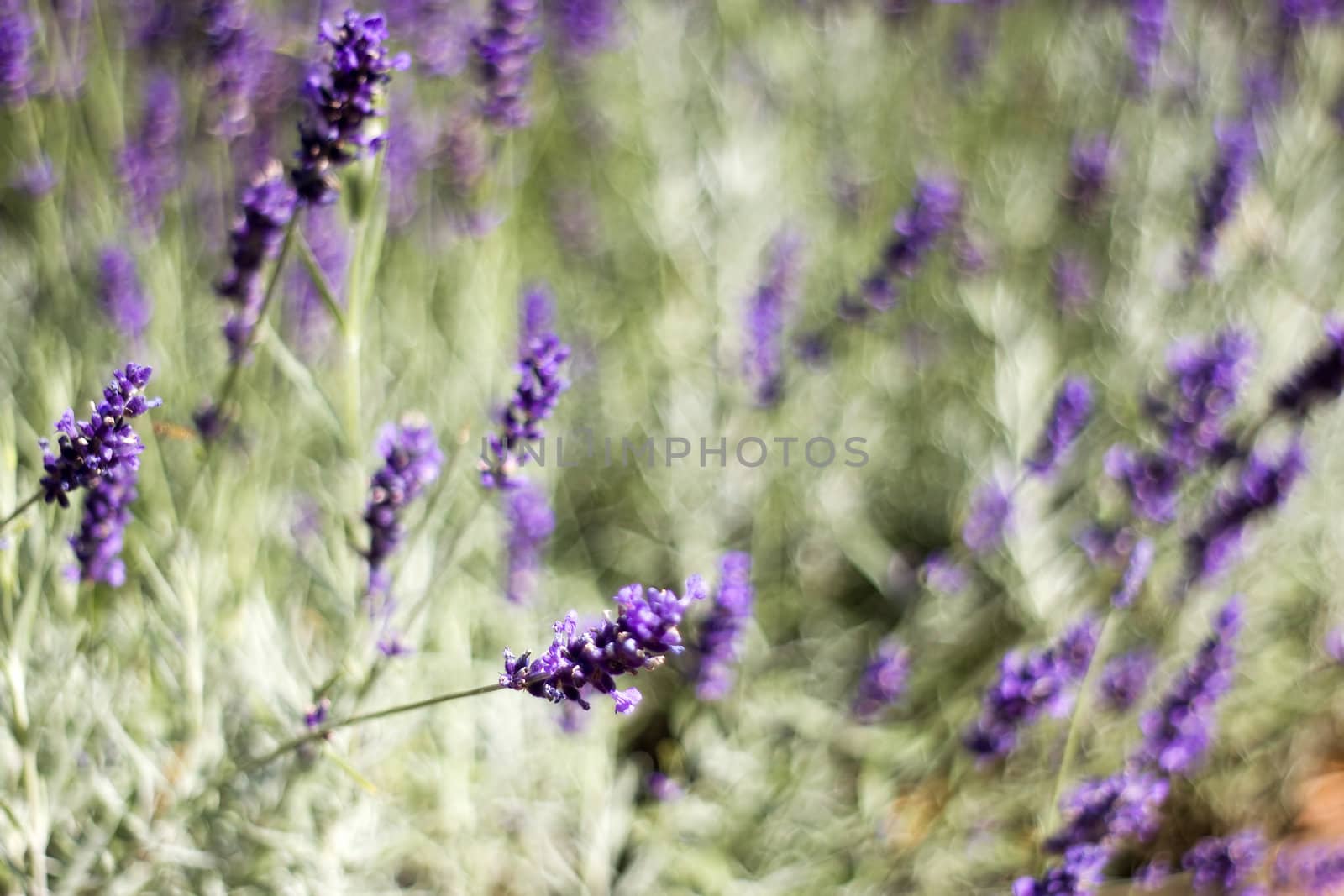 lavender flowers