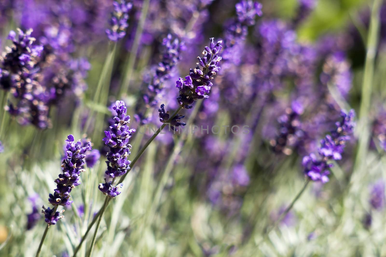 lavender flowers