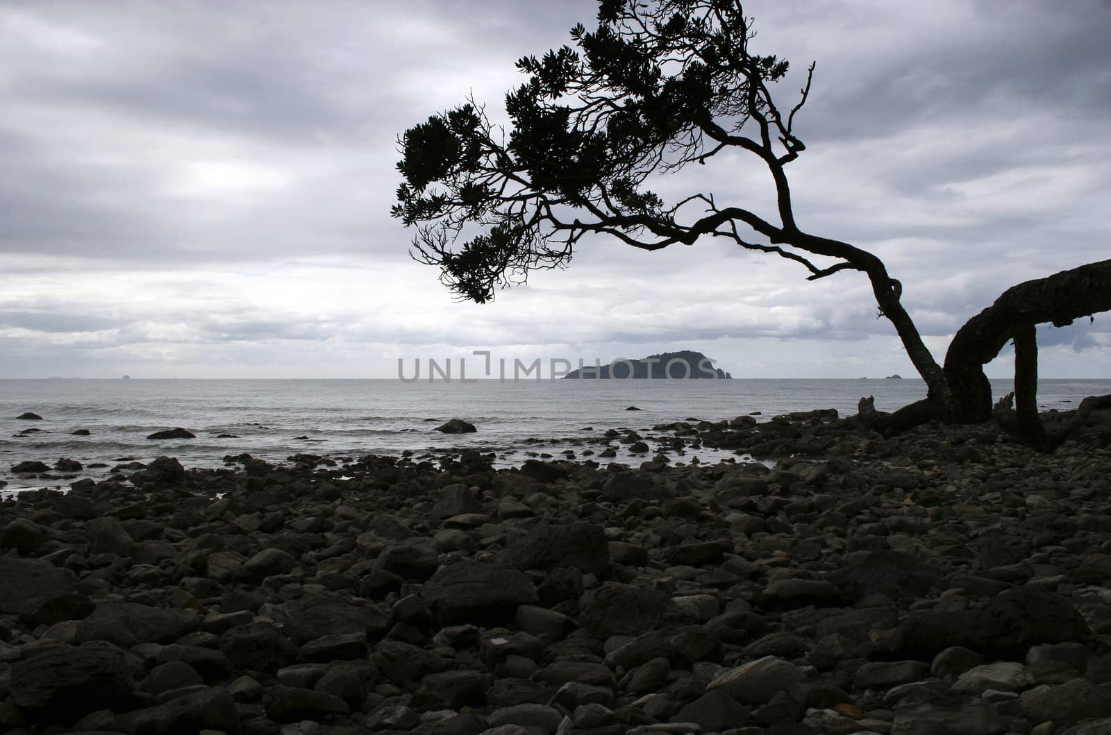 A Pohutukawa tree frames an island off Pauanui Beach, Coromandel Peninsula, New Zealand