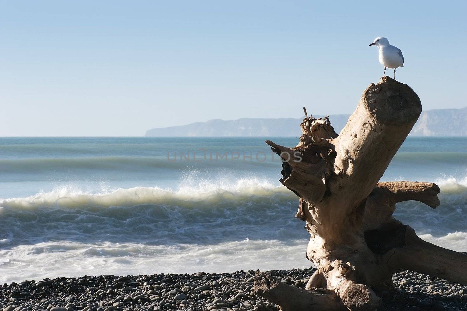 A seagull looks over his domain from a washed up log on Haumoana Beach, Hawke's Bay, New Zealand