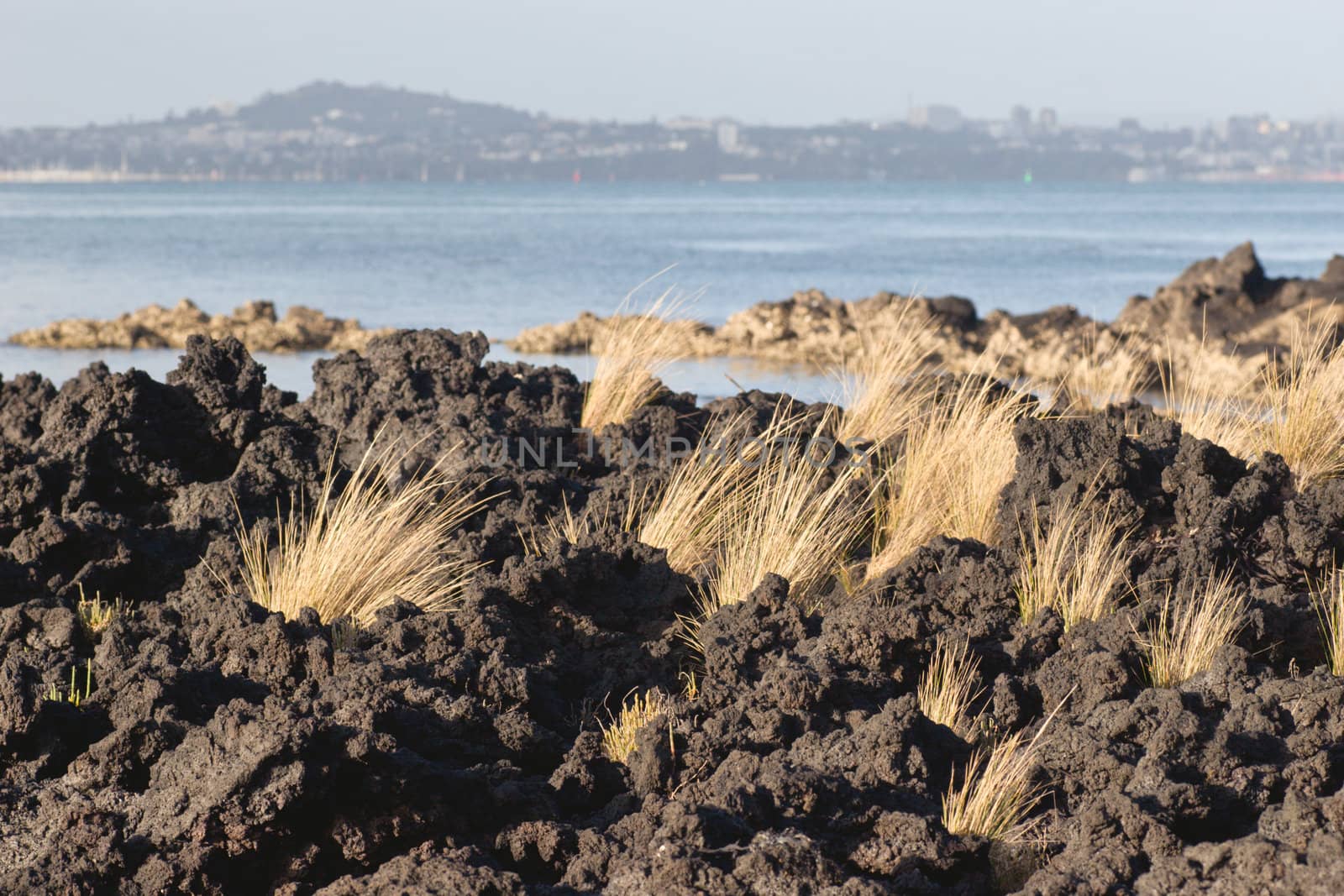 Tussock grass breaks through hardened lava rock on Rangitoto Island, Hauraki Gulf, New Zealand. Auckland City lays in the background.