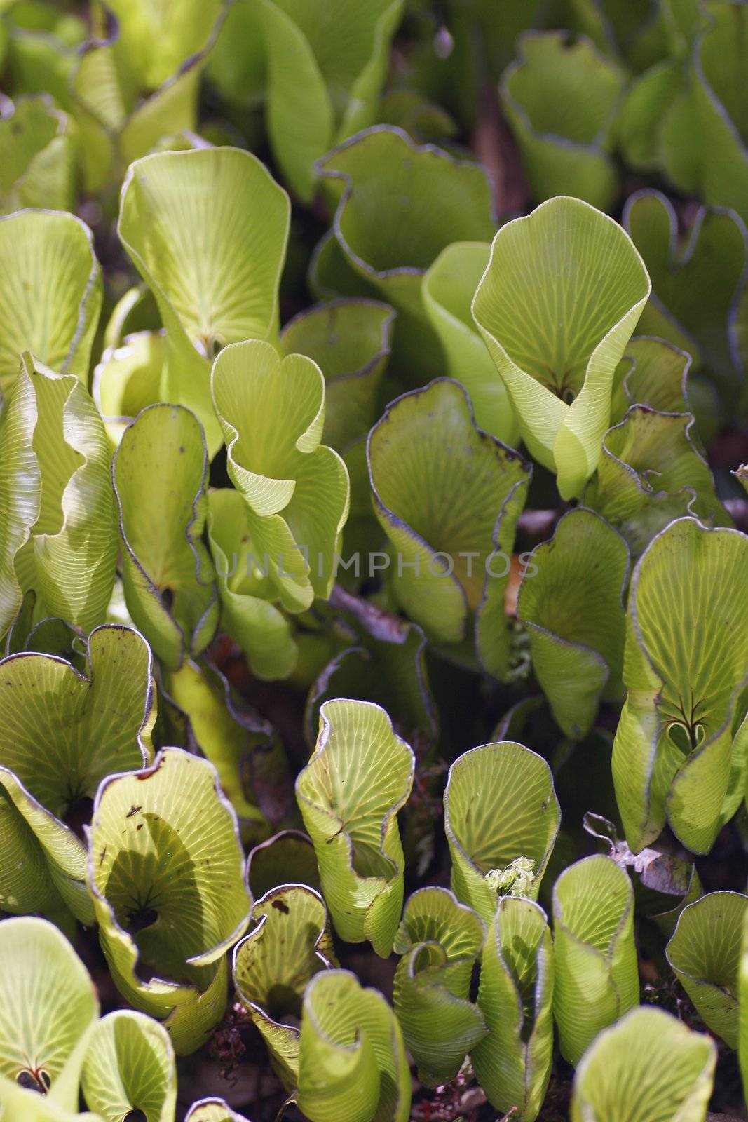 Kidney Ferns growing on Rangitoto Island, Hauraki Gulf, New Zealand