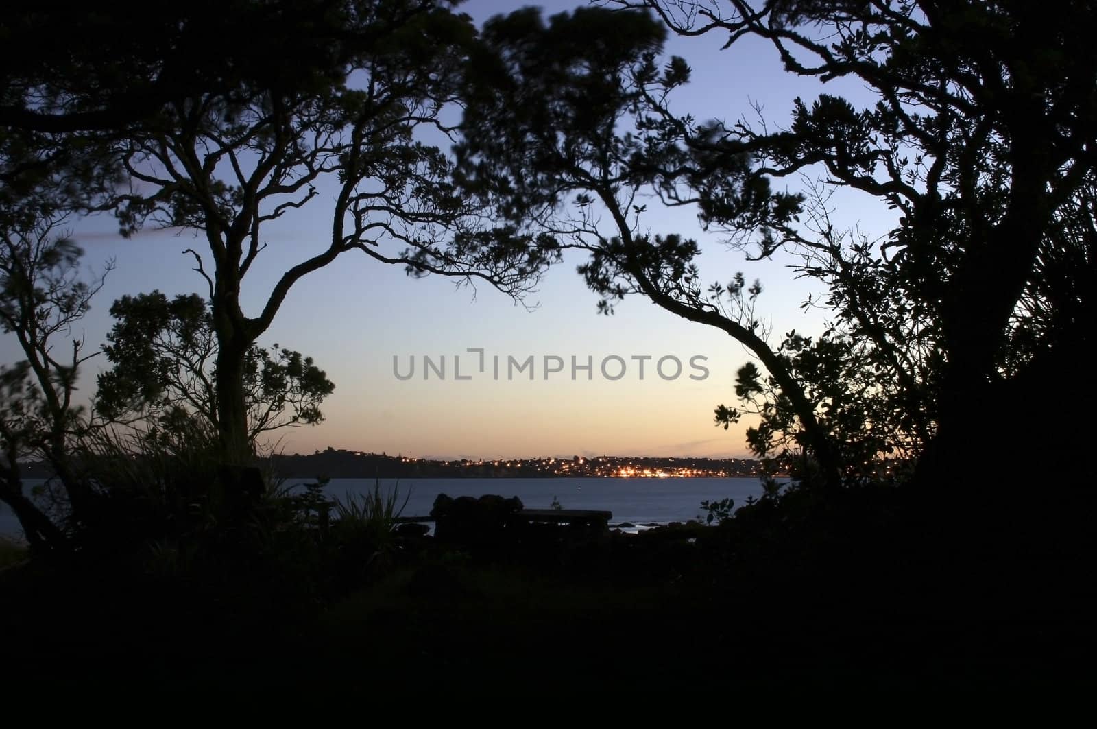 Pohutukawa trees silhoutted (sp?) at evening on Rangitoto Island, New Zealand. Auckland City in distance.