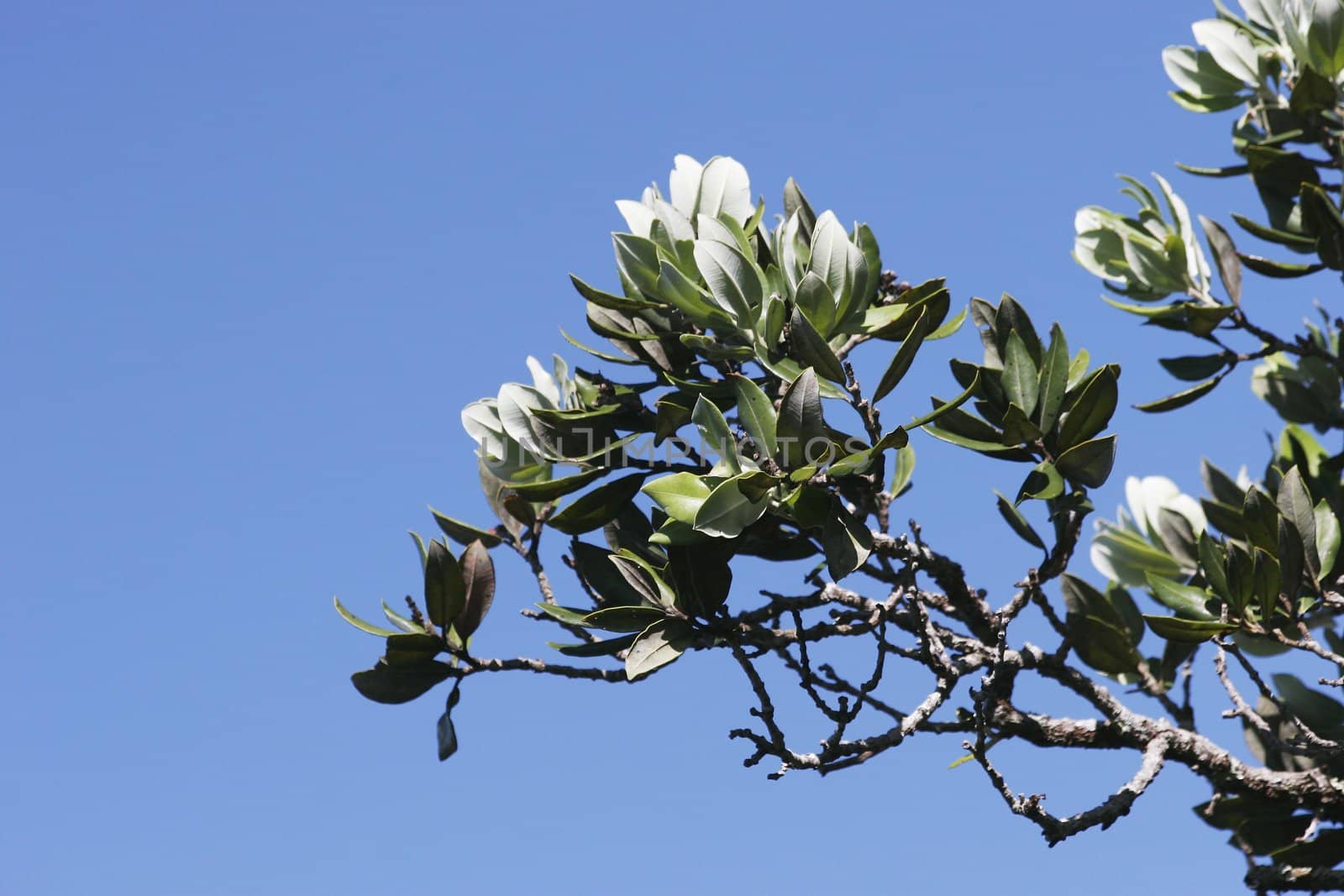Leaves from a Pohutukawa tree isolated on a sky background.