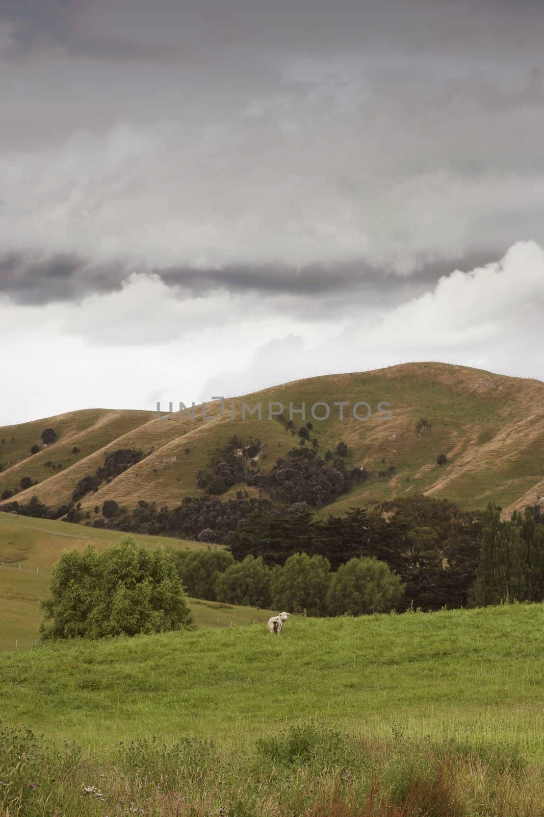 A lone sheep moons the viewer. Rural scene Hawke's Bay, New Zealand.
