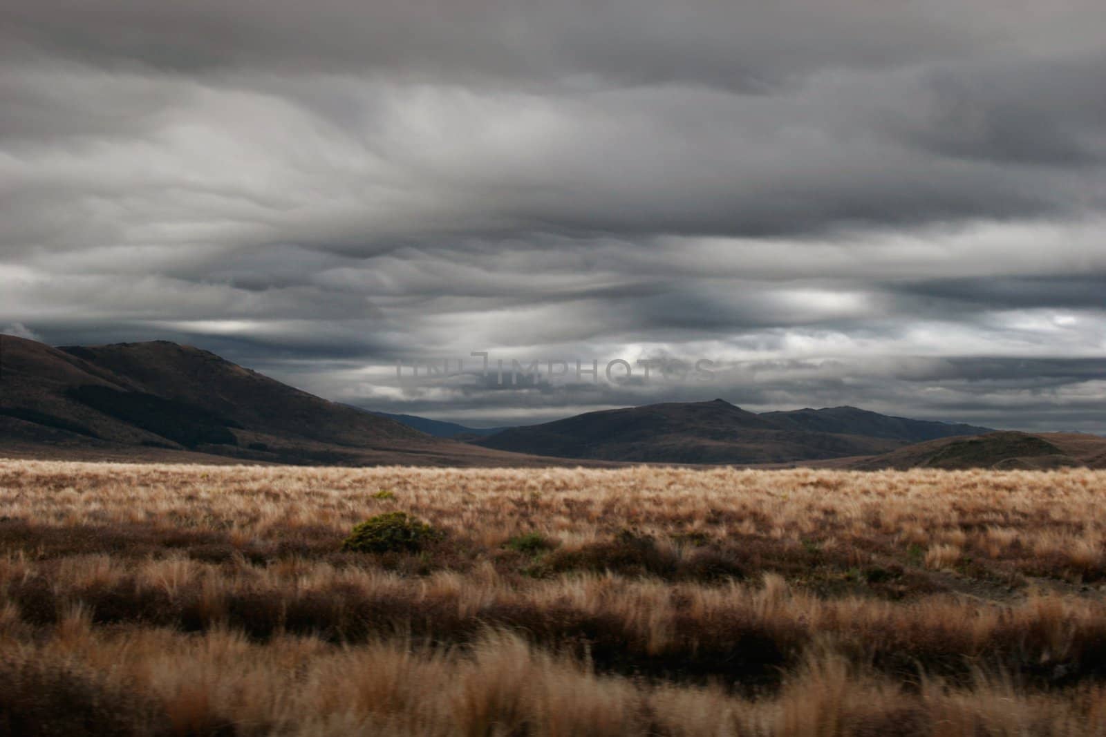 Tussock land of the Cenral Plateau of the North Island, New Zealand