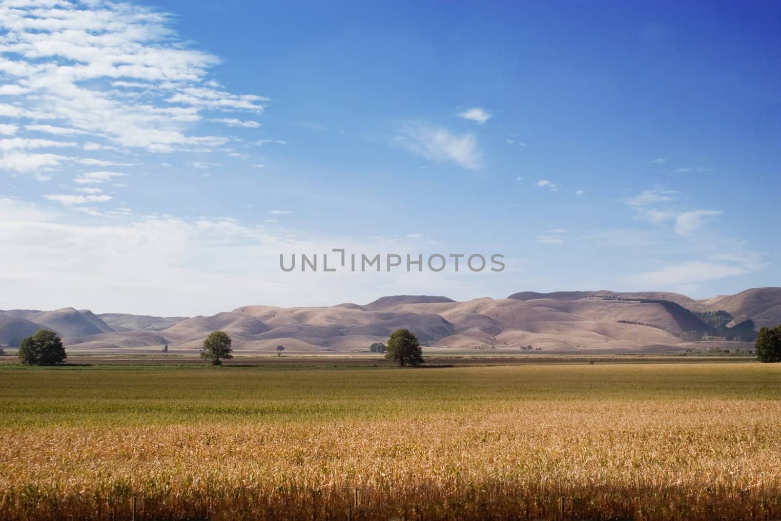 A field of corn lies at the base of rolling hills in rural Hawke's Bay, New Zealand