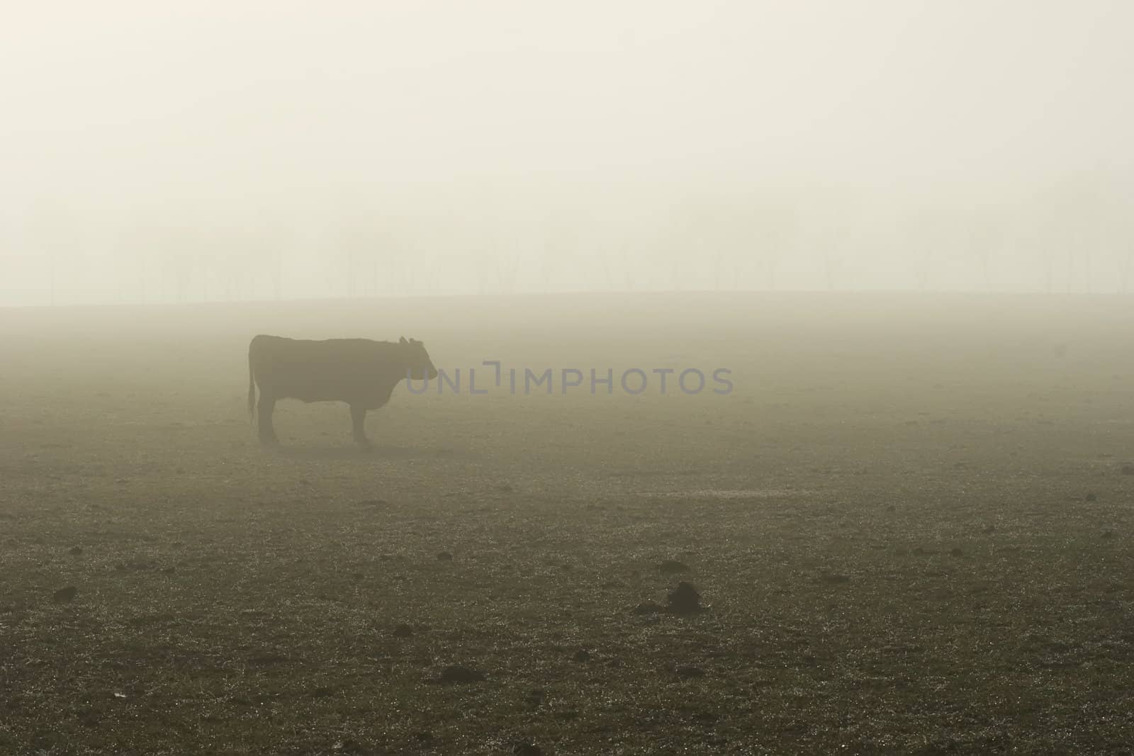 A cow stands in a bare field on a foggy morning. Haumoana, Hawke's Bay, New Zealand.