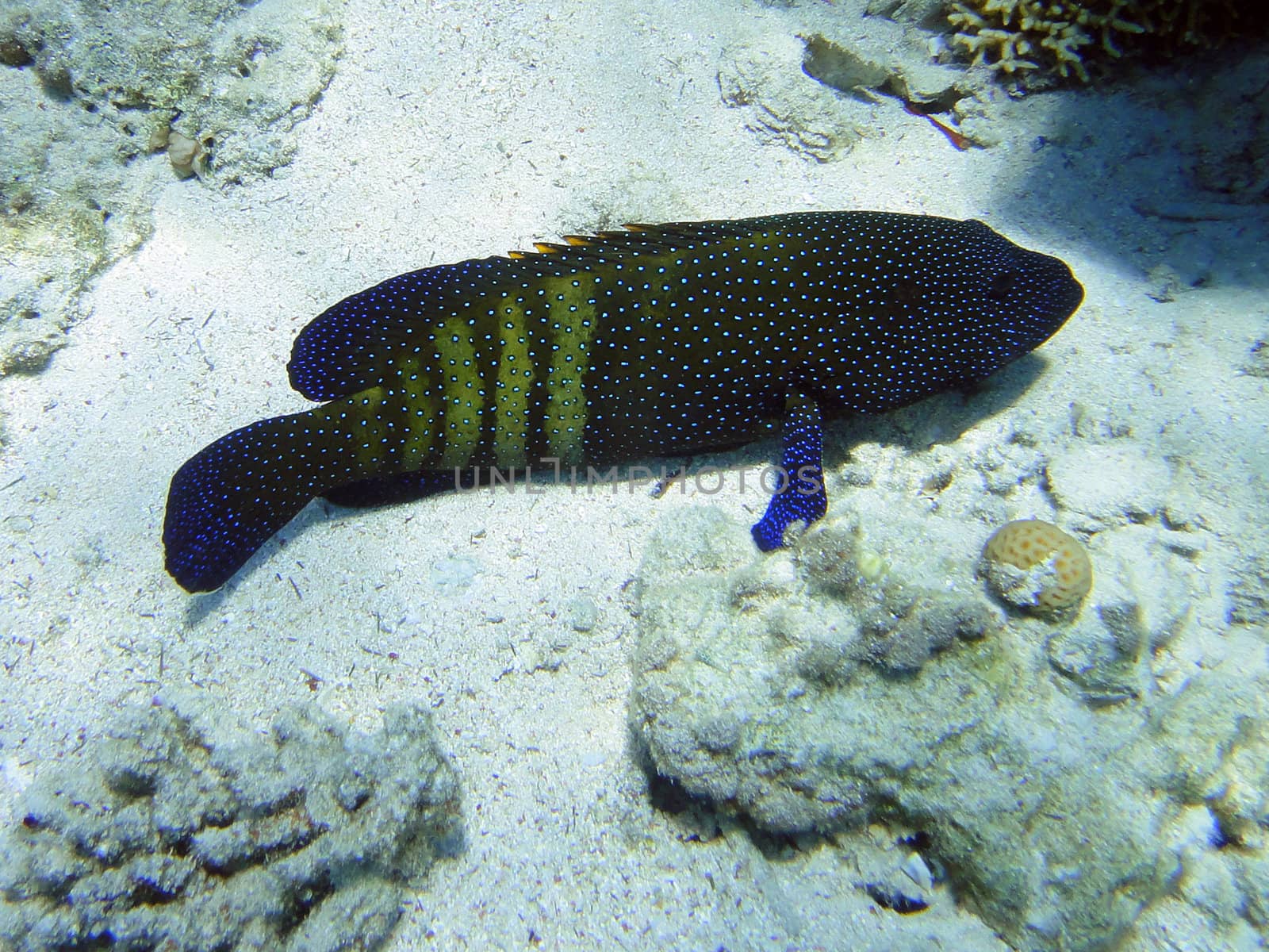 Vacation grouper in Red sea, Sharm El Sheikh, Egypt