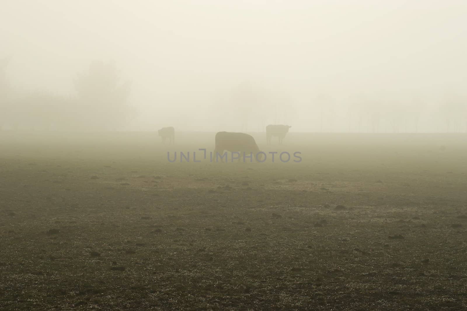 Three cows stands in a bare field on a foggy morning. Haumoana, Hawke's Bay, New Zealand.