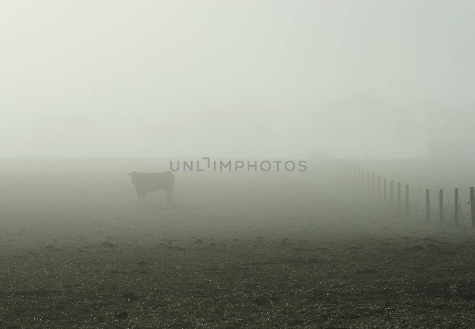 A cow stands in a bare field on a foggy morning. Haumoana, Hawke's Bay New Zealand