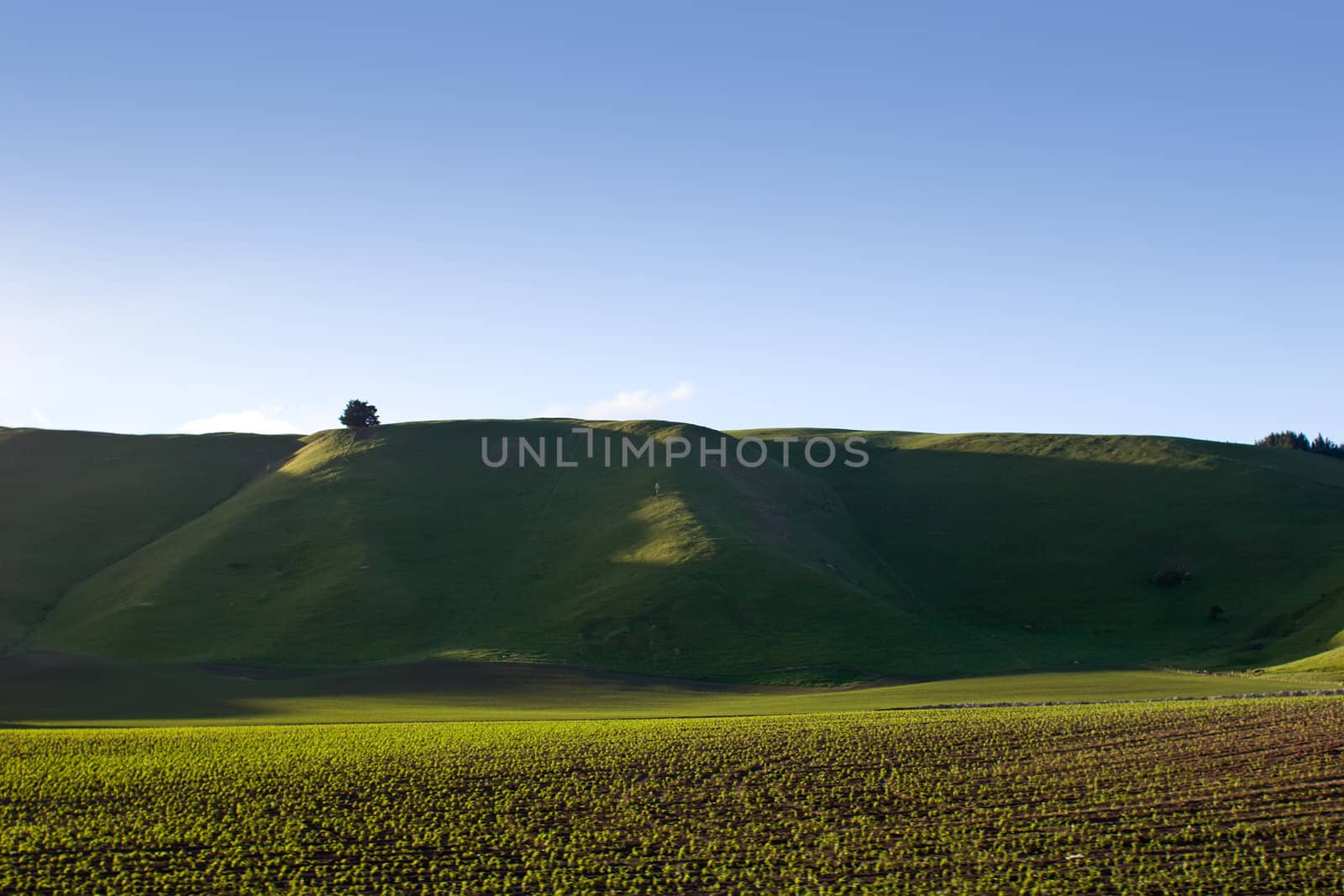 Farmlands and rolling hills in rural Hawke's Bay, New Zealand