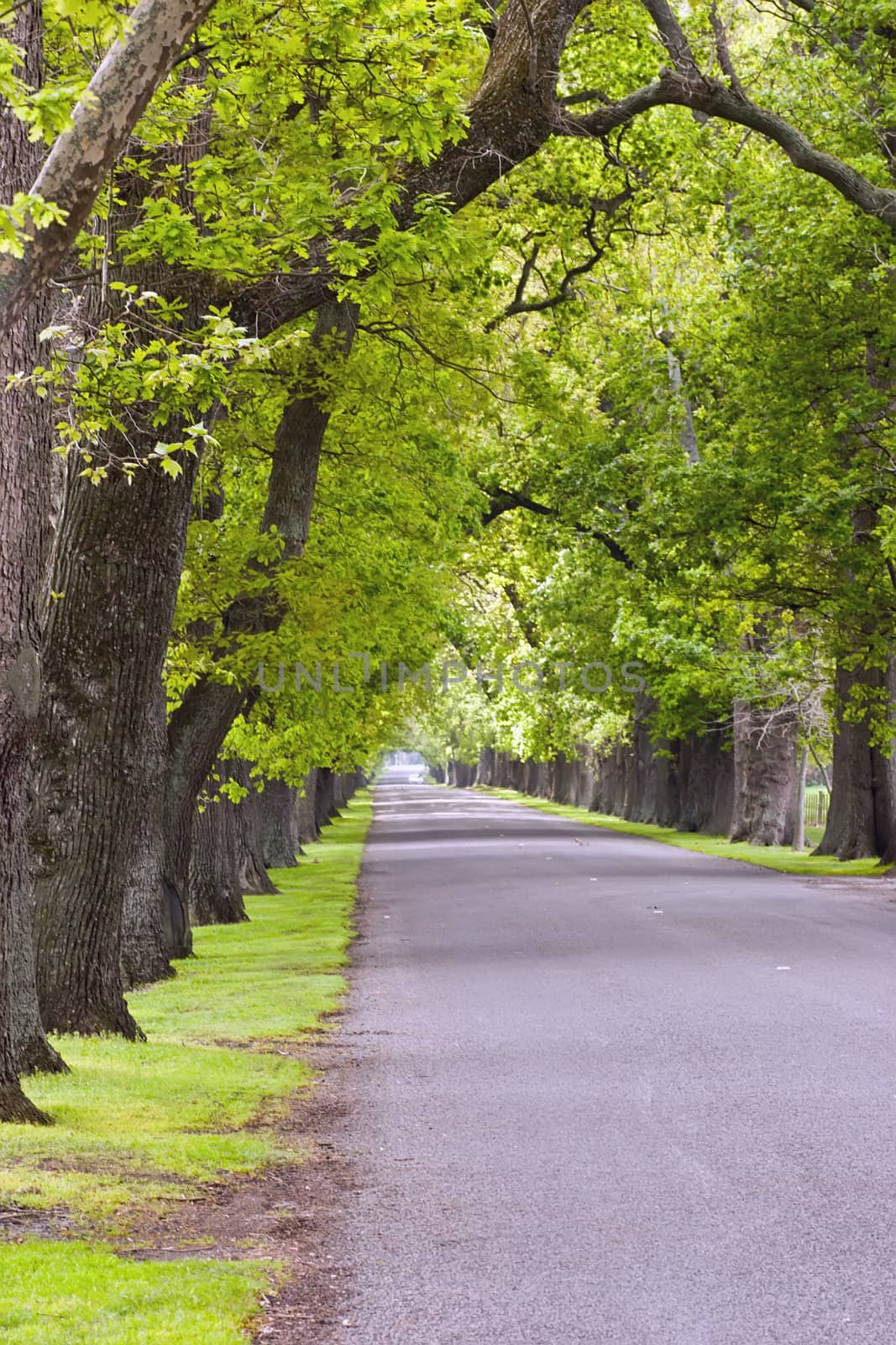 An oak lined road in Hastings, Hawke's Bay, New Zealand.