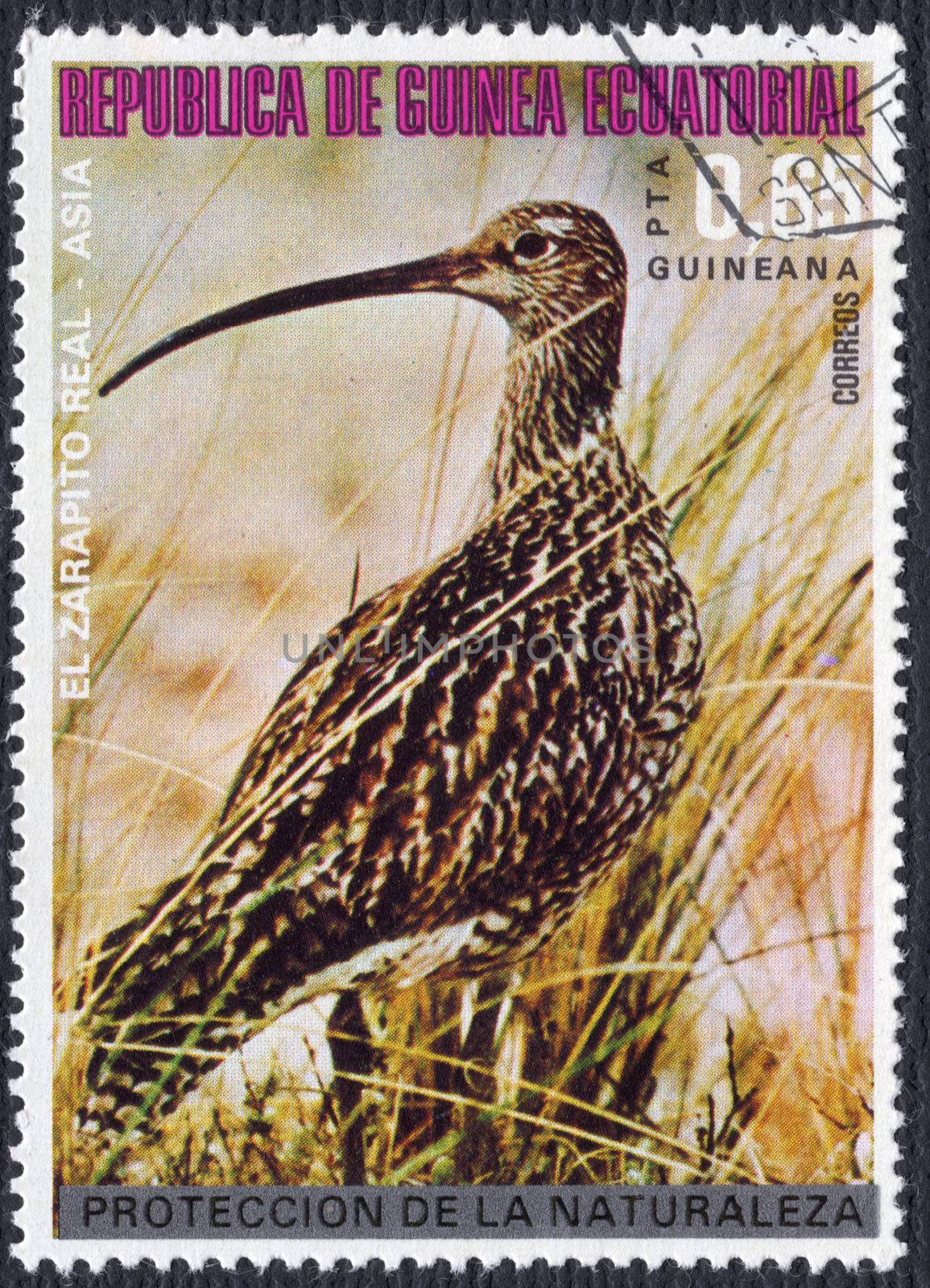 Eurasian Curlew on a Postage Stamp from Equatorial Guinea by d40xboy