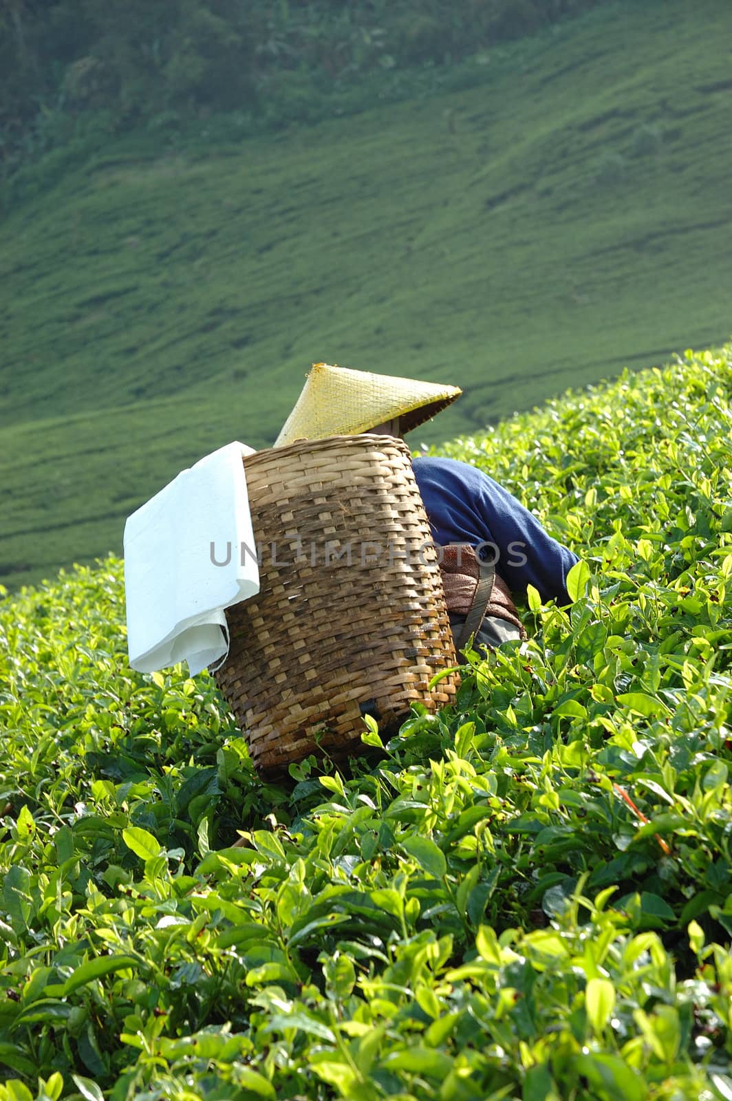 people picking up tea in rancabolang mountain, west java-indonesia