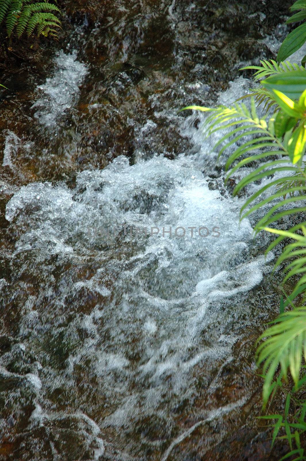Forest stream running over mossy rocks