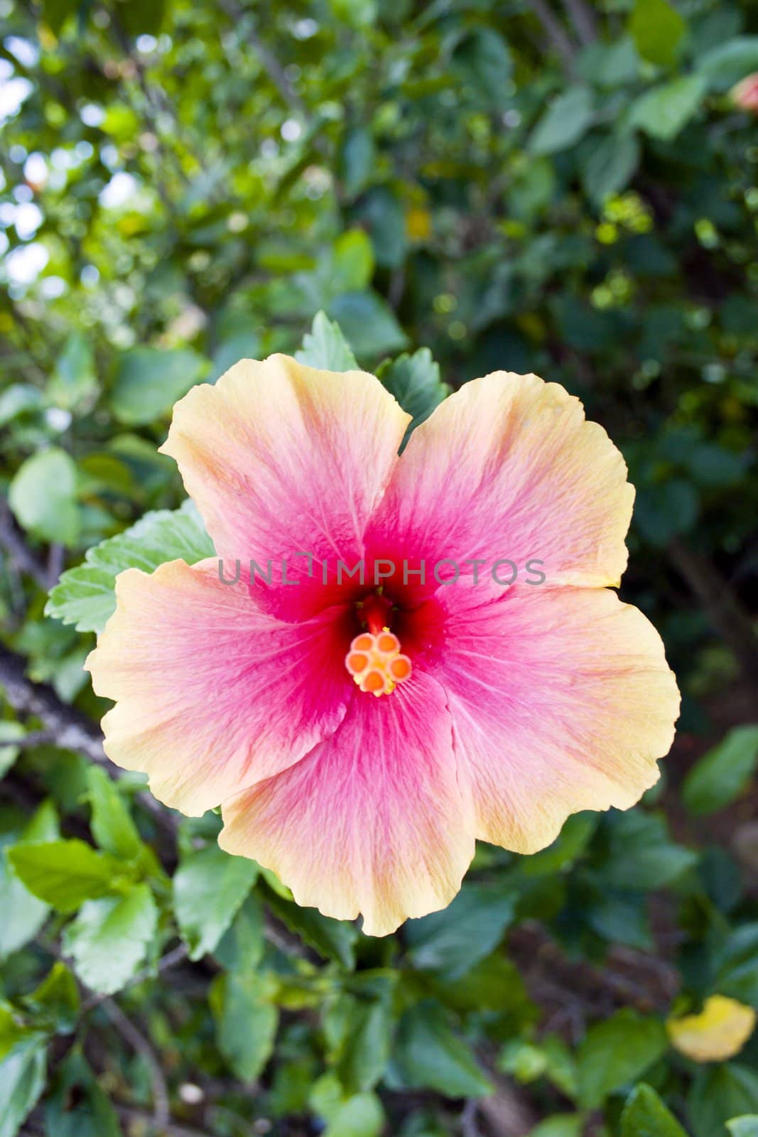 Tropical Flower on Koh Samui, Thailand