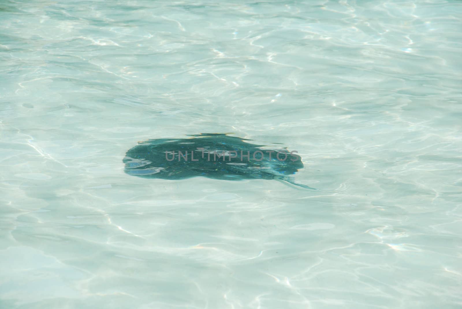 Black ray on a maldivian island by luissantos84