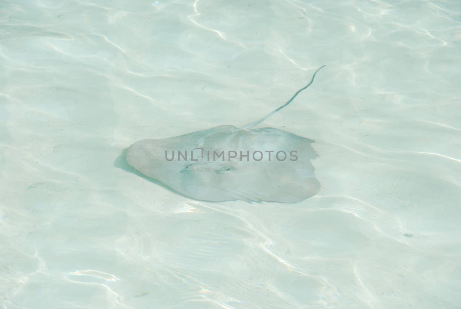 gray ray on translucid water at Maldives