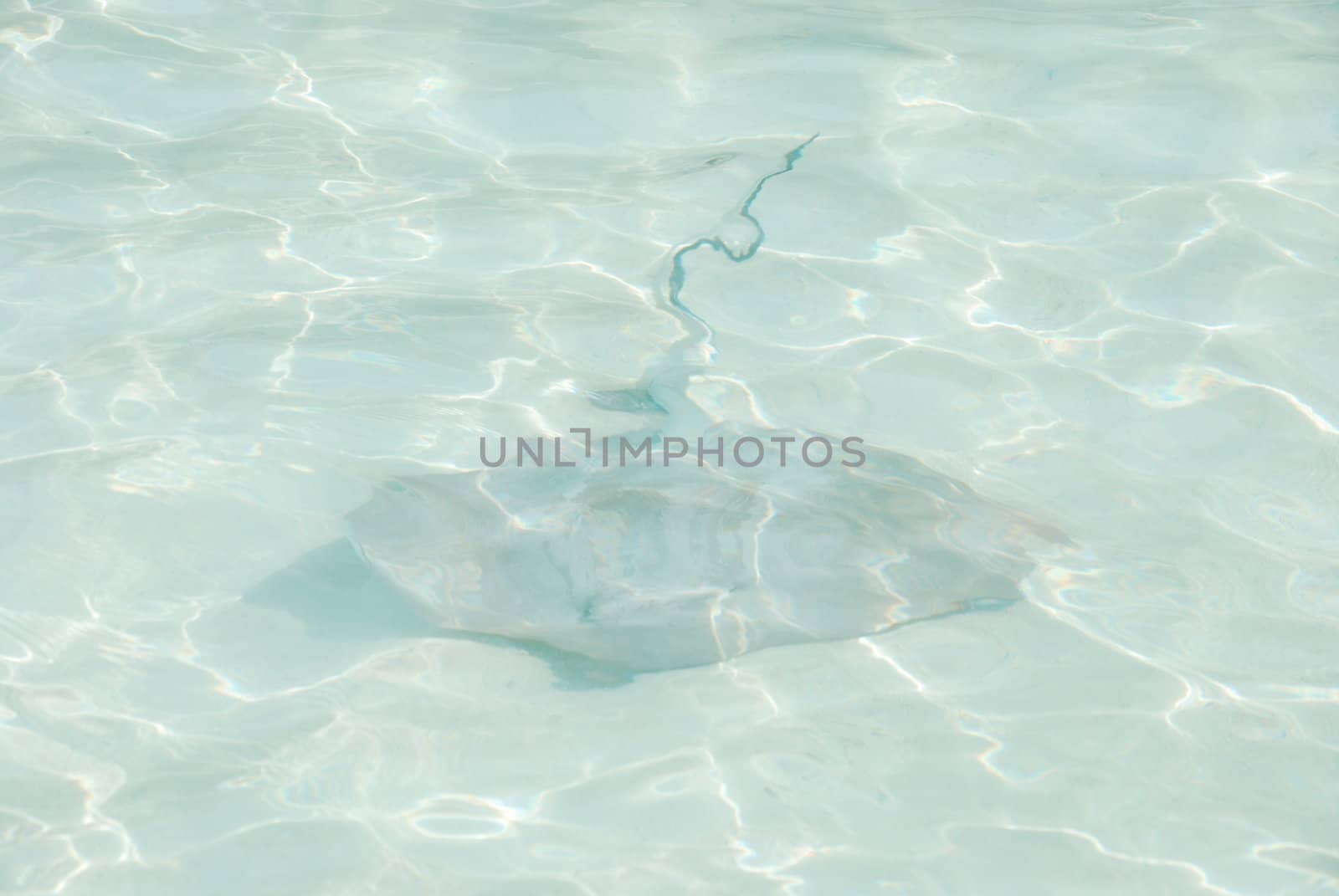 gray ray on translucid water at Maldives