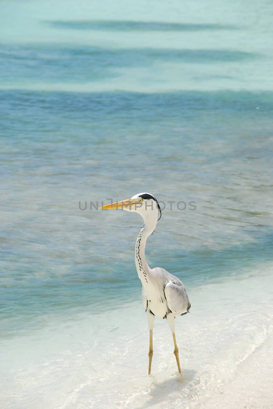 photo of a Heron with sea background on a maldivian island