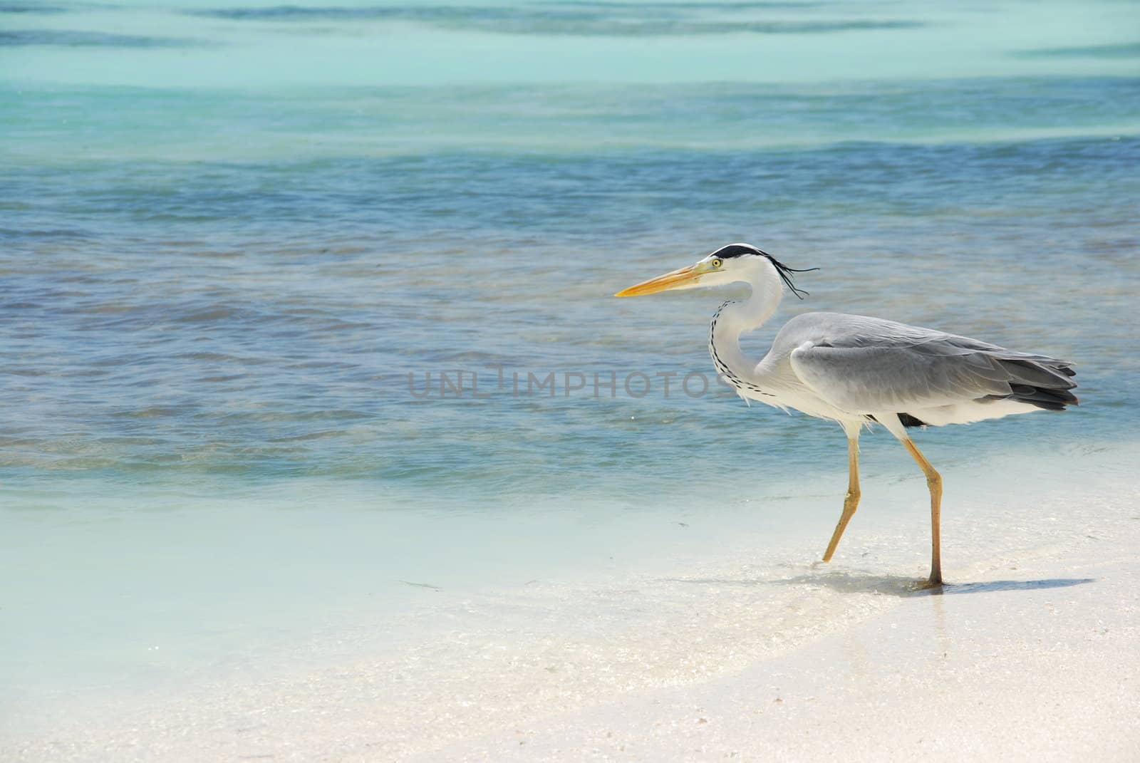 Heron on a maldivian island by luissantos84