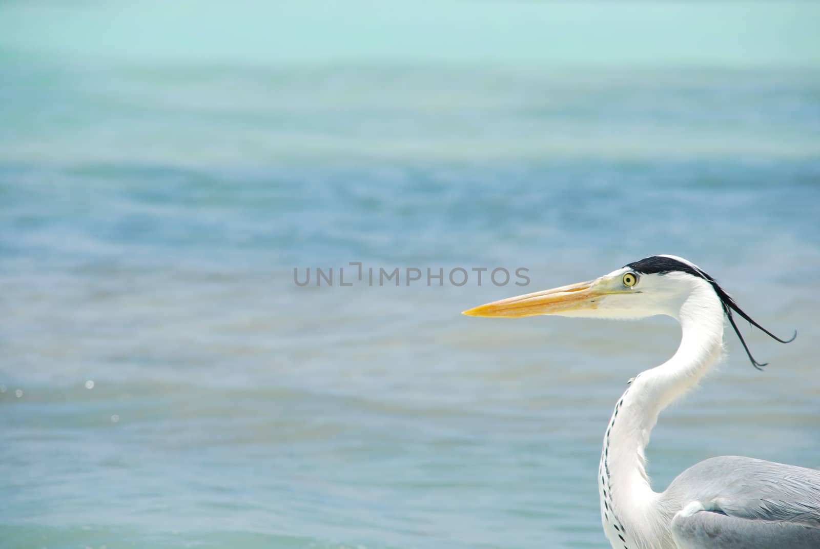 Closeup of a Heron on a maldivian island by luissantos84