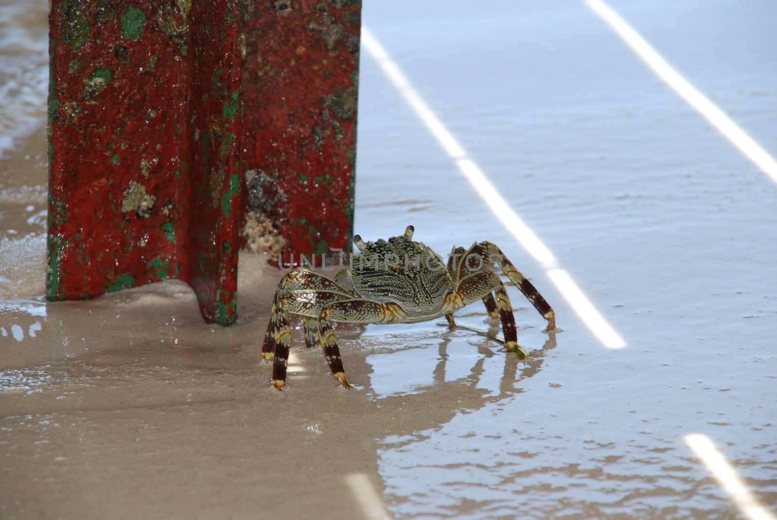 beautiful and colorful crab walking on a sandy beach