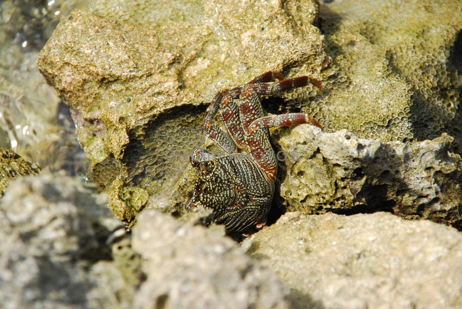 Wild crab walking on a stone reef by luissantos84