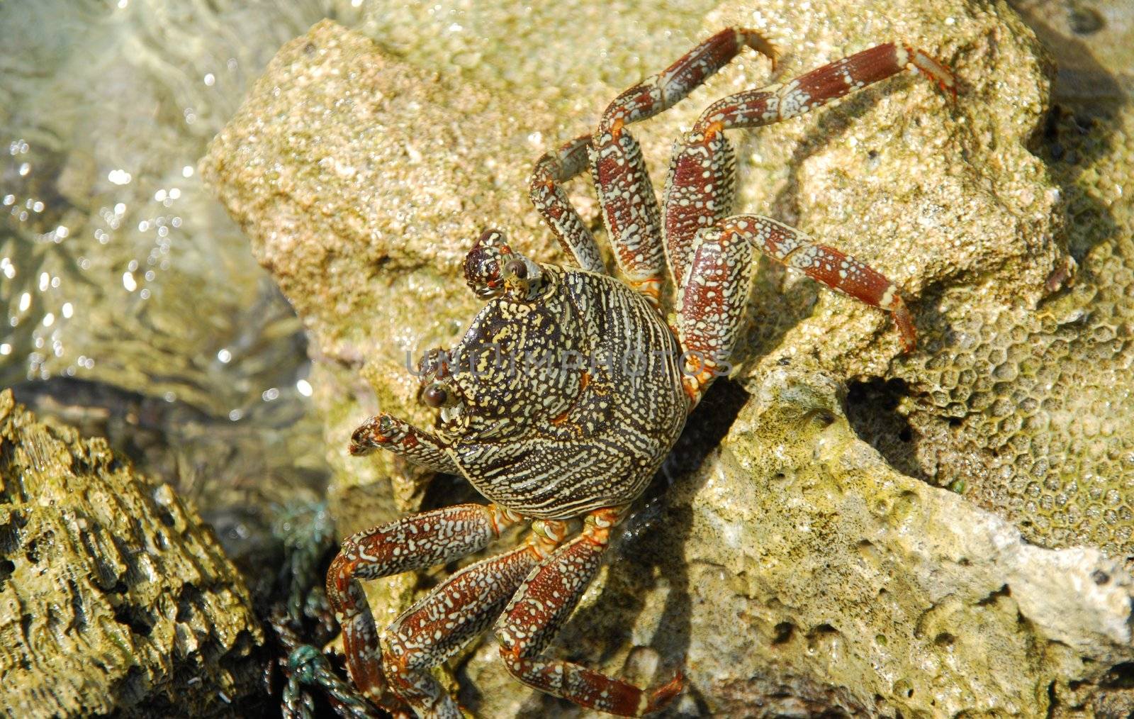 beautiful and colorful crab walking on a coral reef stone