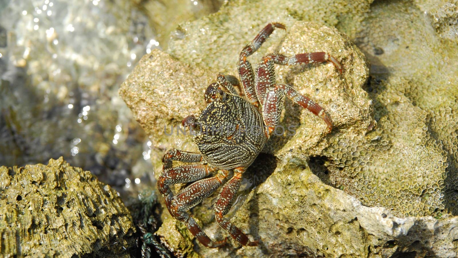 beautiful and colorful crab walking on a coral reef stone