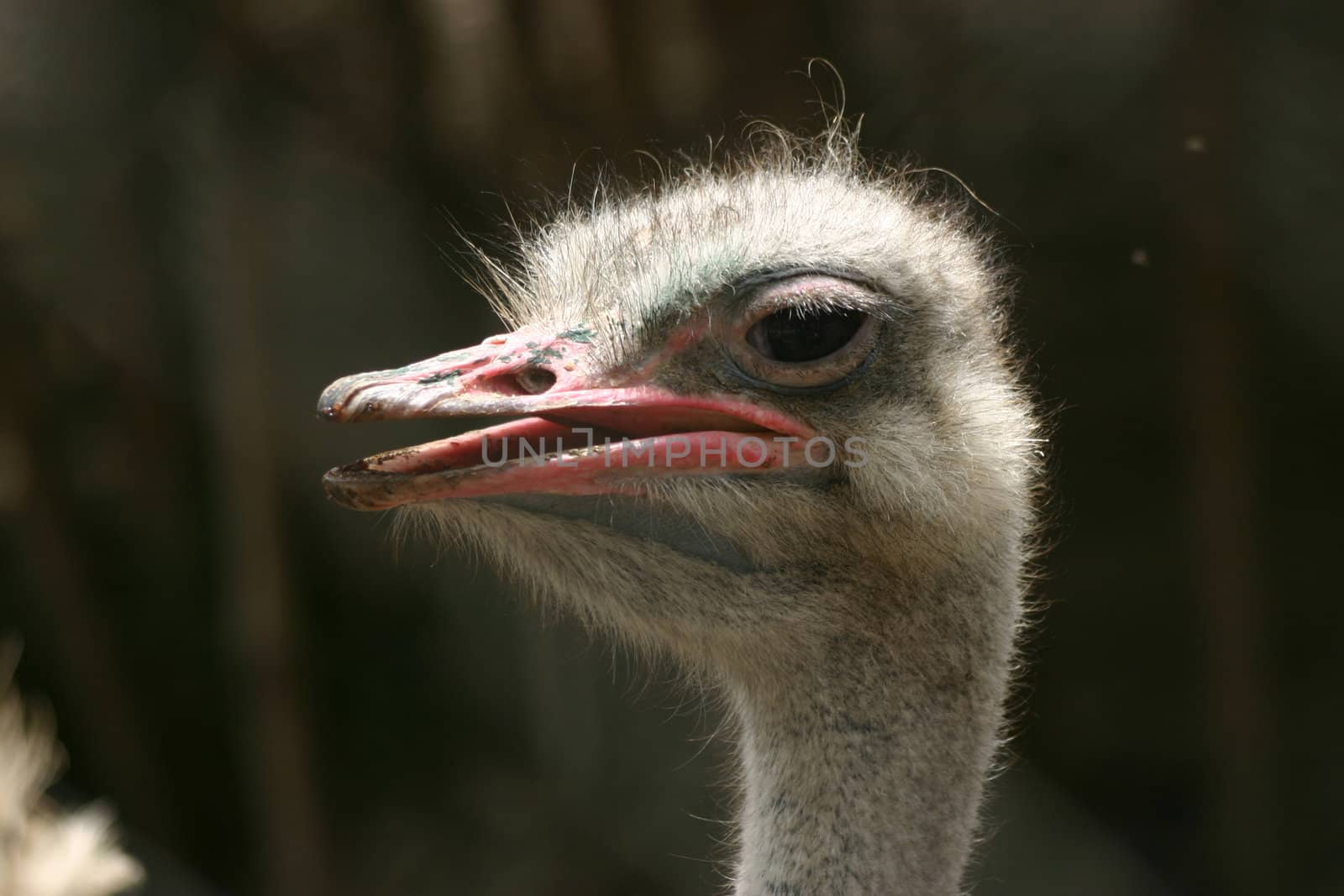 Side profile of a sunlit ostrich's head, sort of isolated against a dark out-of-focus background.
