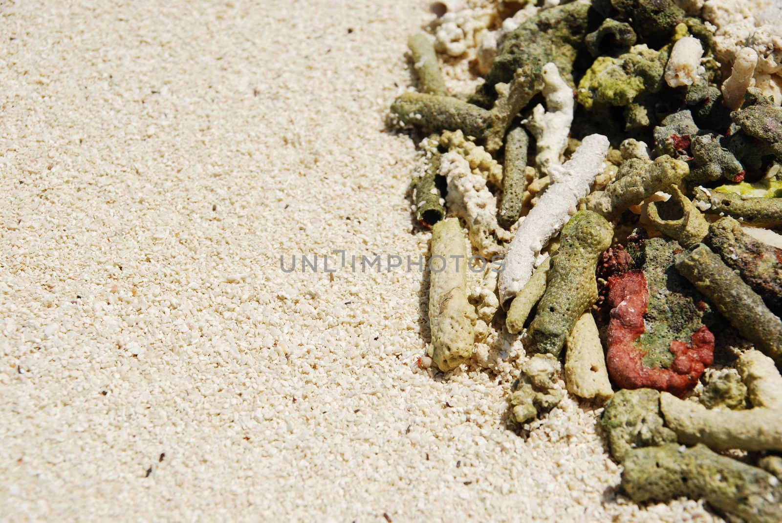 Coral background (shallow depth of field) by luissantos84