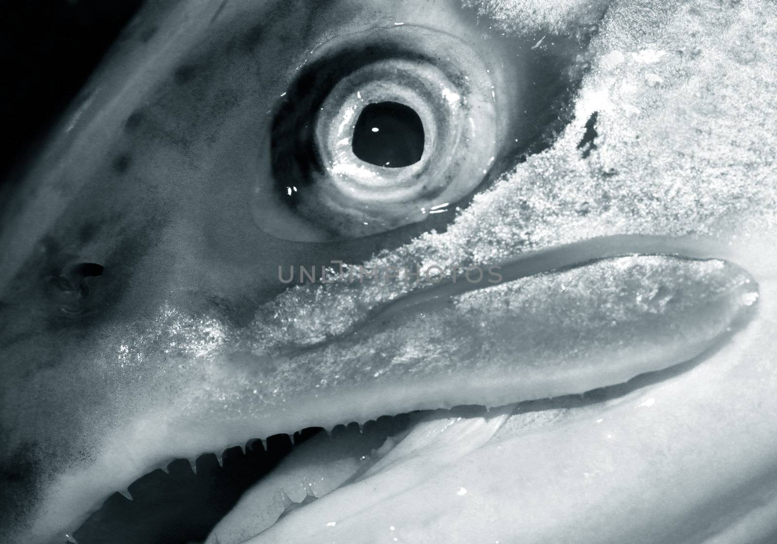 Extreme close-up of a fish eye - Shallow dept of field focus on the eye itself