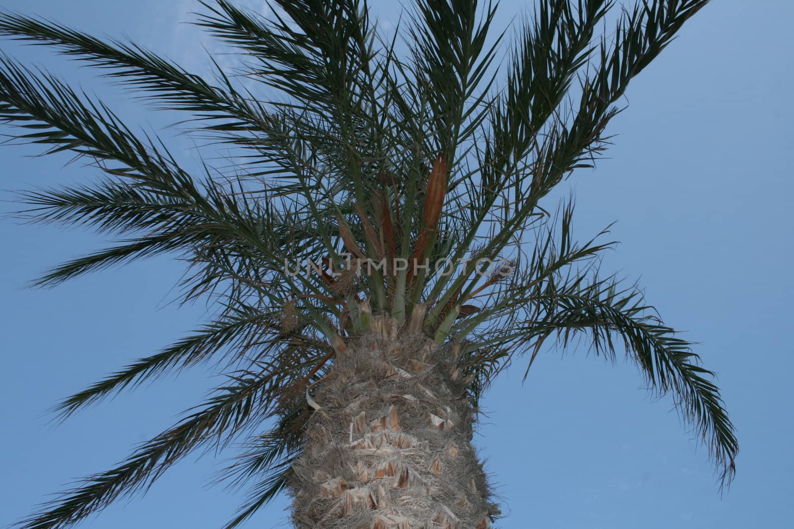The top of a palm tree against the sky