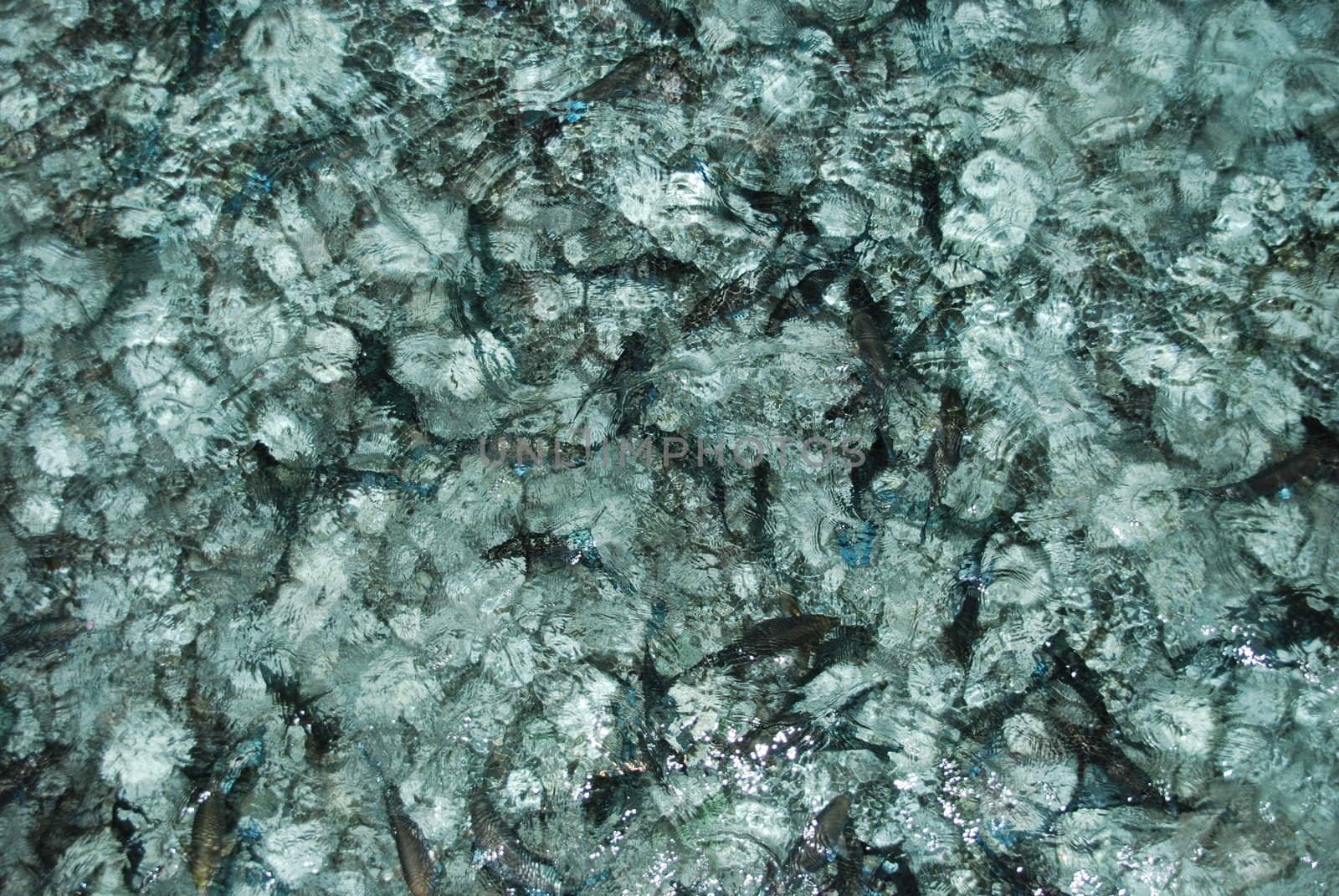 translucent water full of black fishes (night shoot)