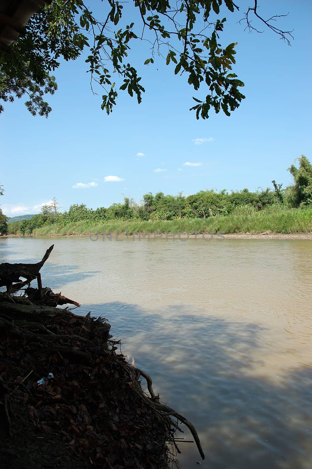 photo of flowing river with tropical bushes beside it